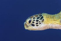 Крупним планом видом на зелені черепахи голови в темні води — стокове фото