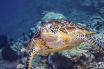 Vista de cerca de una tortuga verde en el arrecife - foto de stock