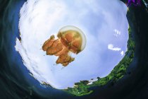 Fish-eye view of a jellyfish, blue sky and island — Stock Photo