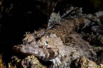 Вид крупным планом крокодиловой рыбы на тёмном рифе — стоковое фото