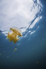 Meduse dorate galleggianti in acqua blu — Foto stock