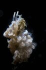 Two Cuthona nudibranchs eating a hydroid — Stock Photo