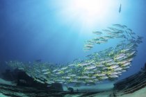 School of yellow snappers swimming over the wreck of El Vencedor in the Sea of Cortez — Stock Photo