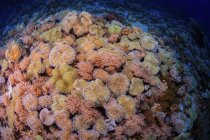 Barriera corallina variopinta coralli molli di Sangalaki, Indonesia — Foto stock
