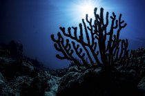 Silhueta de um fã de mar em recife de coral. Mar de Cortez, La Paz, Baja California Sur, México — Fotografia de Stock