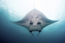 Vista da barriga de um recife manta ray subaquático — Fotografia de Stock