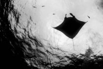 Reef manta ray e silhuetas de peixes perto da superfície da água — Fotografia de Stock