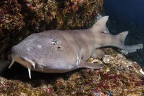 Коричневая бамбуковая акула на коралловом рифе — стоковое фото
