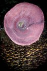 Rosafarbener Fassschwamm und Köderfischschwärme — Stockfoto