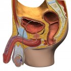 Vista de sección sagital del sistema reproductor masculino - foto de stock