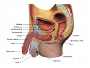 Vista de sección sagital del sistema reproductor masculino con etiquetas - foto de stock