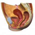Сагітальний вид жіночої репродуктивної системи — стокове фото