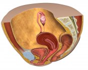 Vue sagittale du système reproducteur féminin — Photo de stock