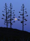 Луна, поднимающаяся между деревьями, Мирамар, Аргентина — стоковое фото