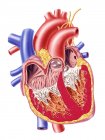 Поперечное сечение с подробной внутренней структурой человеческого сердца — стоковое фото