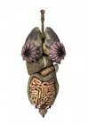 Representación en 3D de órganos internos femeninos poco saludables - foto de stock