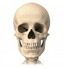 Visão frontal da anatomia do crânio humano isolado sobre fundo branco — Fotografia de Stock