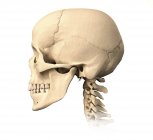 Visão lateral da anatomia do crânio humano isolado sobre fundo branco — Fotografia de Stock