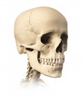 Боковой вид анатомии черепа человека изолирован на белом фоне — стоковое фото