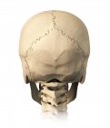 Задний вид анатомии черепа человека изолирован на белом фоне — стоковое фото