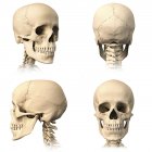 Анатомія черепа людини з різних кутів ізольовано на білому тлі — стокове фото