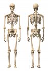 Front view and back view of anatomy of male human skeleton — Stock Photo