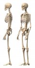 Vista lateral de la anatomía del esqueleto humano masculino aislado sobre fondo blanco - foto de stock