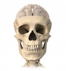Вид спереду анатомії черепа людини з наполовину мозком — стокове фото