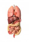 Людська чоловіча анатомія, що показує внутрішні органи дихальної та травної системи ізольовані на білому тлі — стокове фото