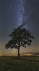 Дерево в поле ночью под Млечным Путем в Вязьме, Россия — стоковое фото
