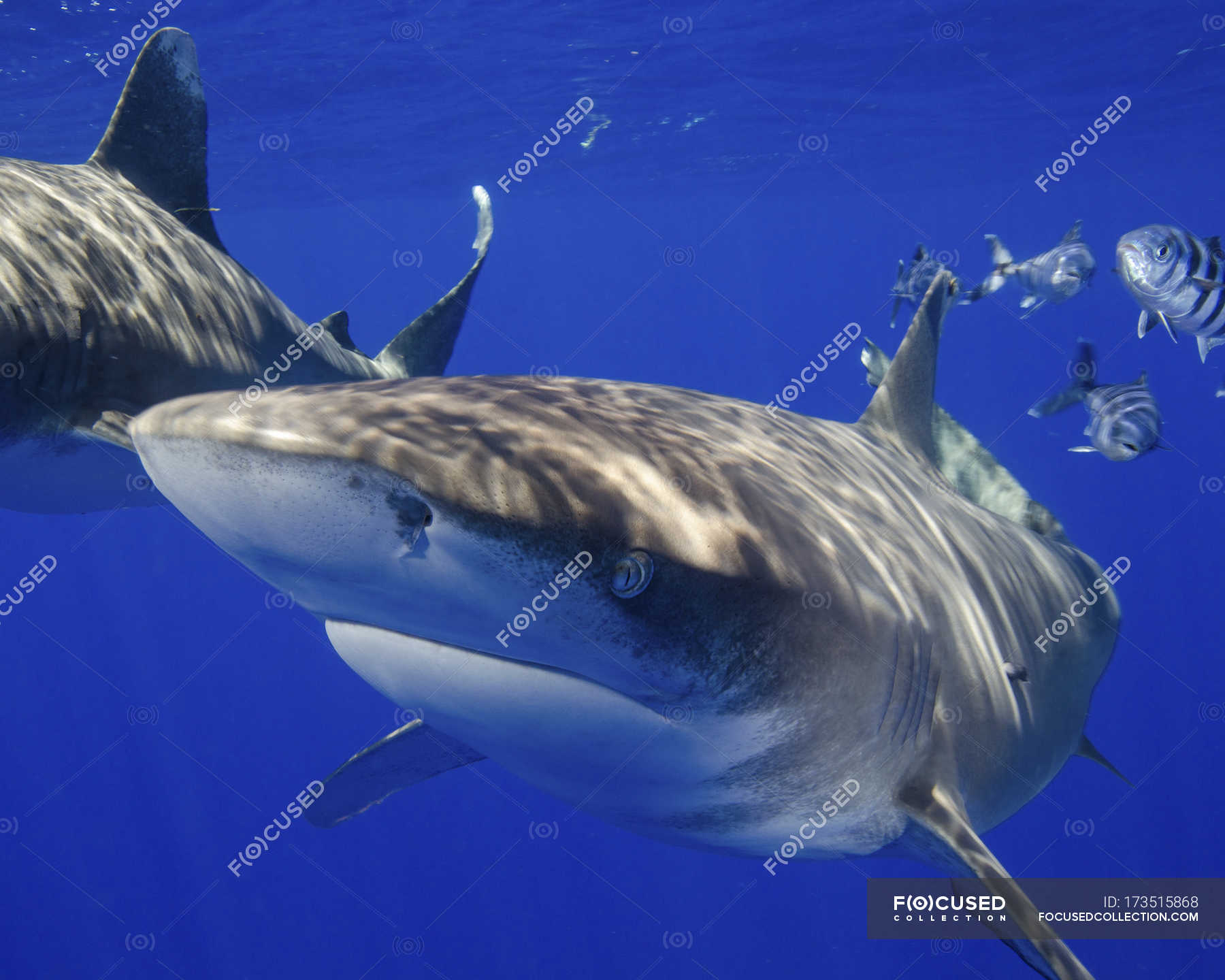 Nigano sharks - Stock Photos, Royalty Free Images | Focused