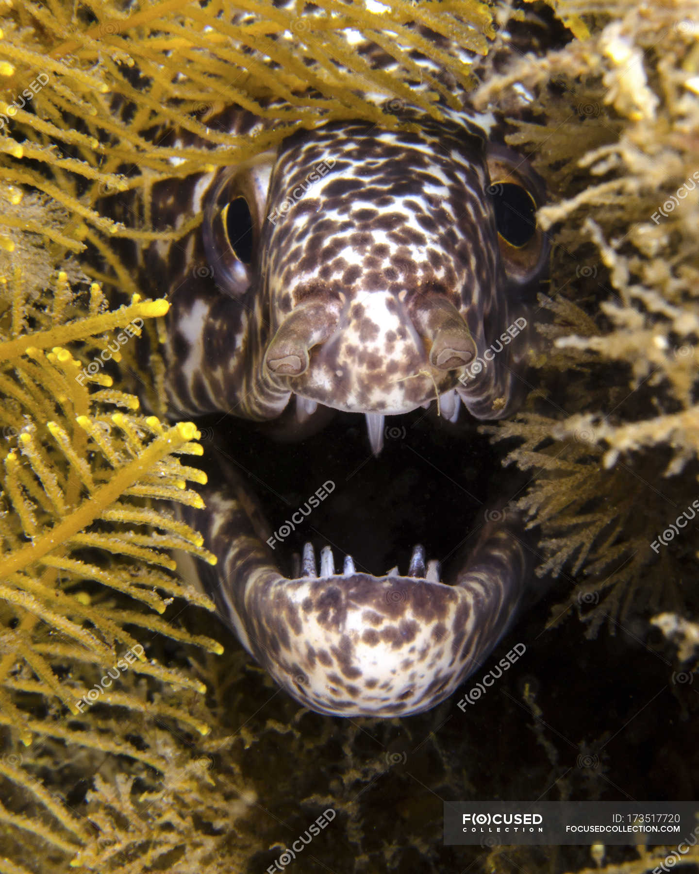 Angry spotted moray eel — Front View, vicious - Stock Photo | #173517720