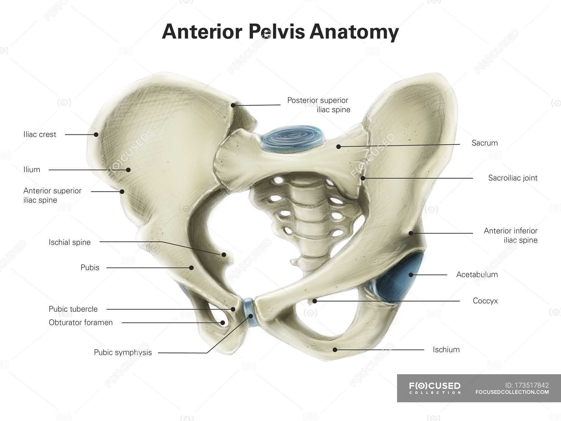 Anterior view of human pelvis — biology, human body parts ...