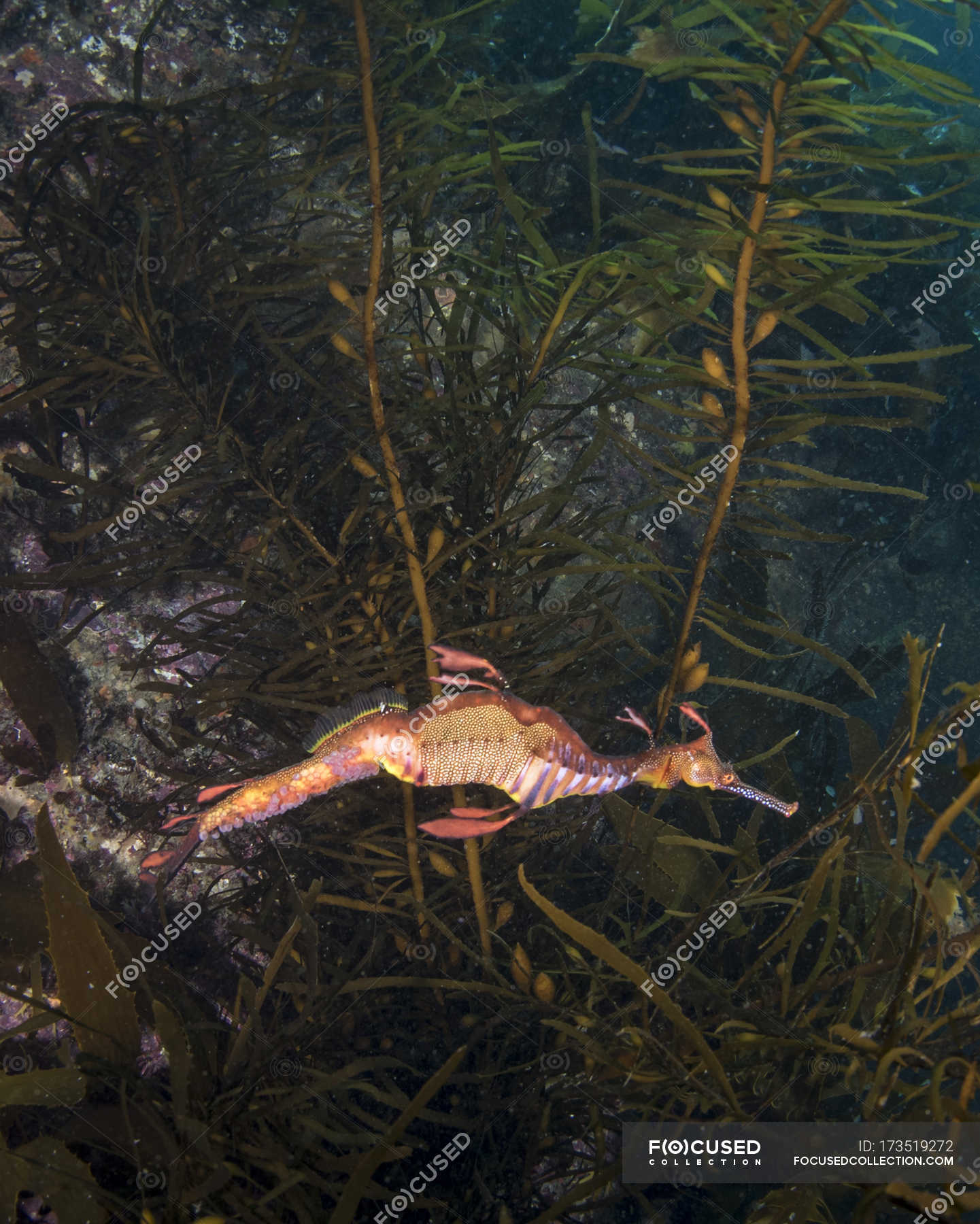 Weedy sea dragon — Syngnathiformes, common seadragon - Stock Photo ...