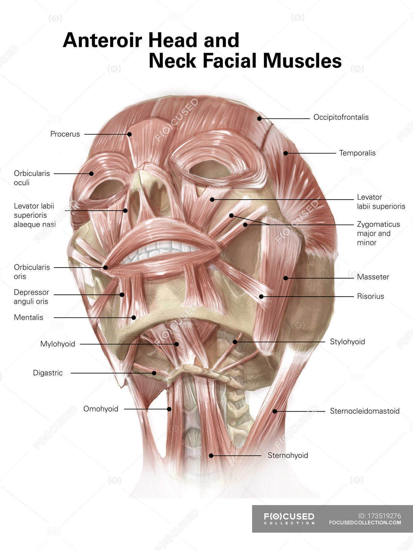 orbicularis oris Stock