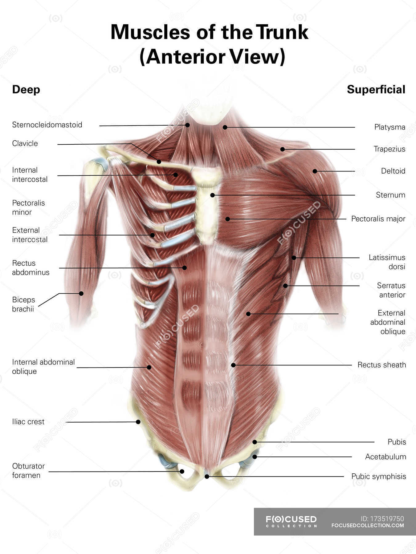 Muscles Of The Torso Back : Intercostal Muscle Strain ...