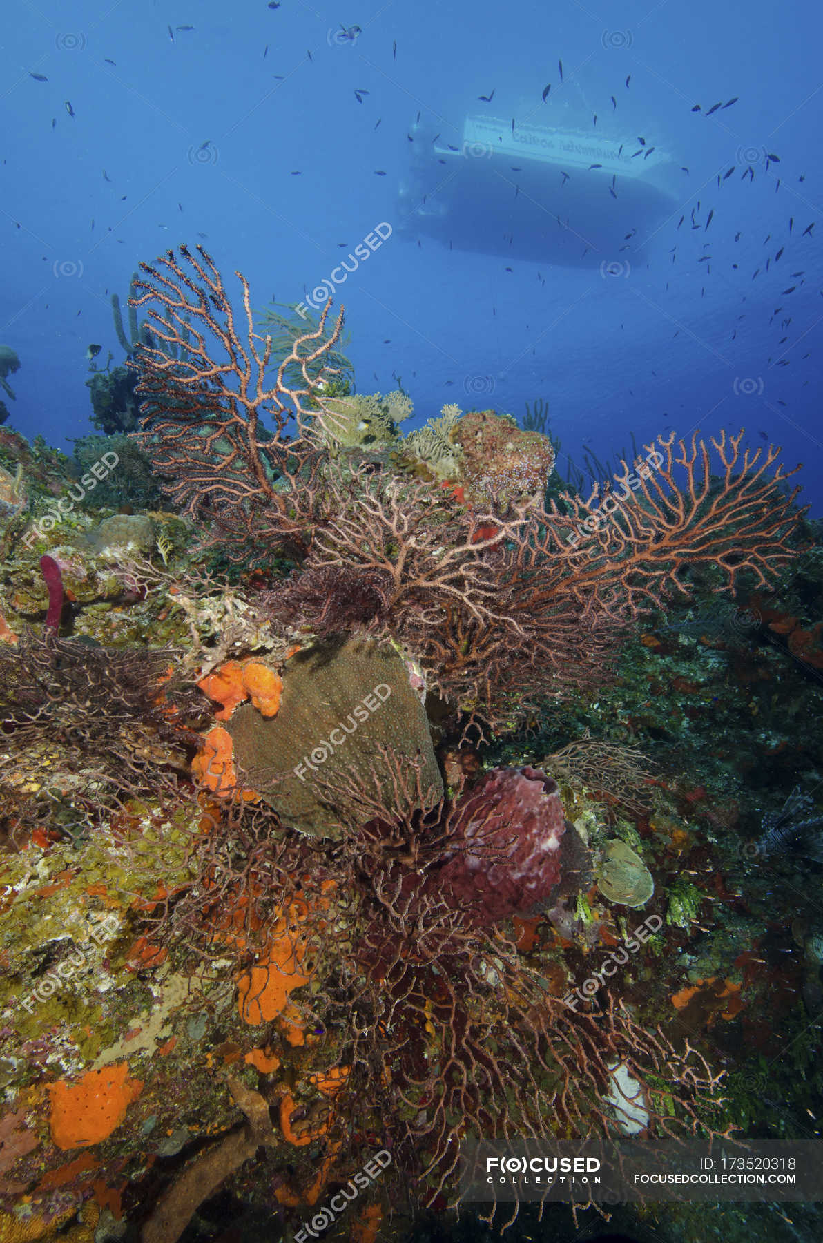 Black coral on reef — coral reef, tropical climate - Stock Photo ...