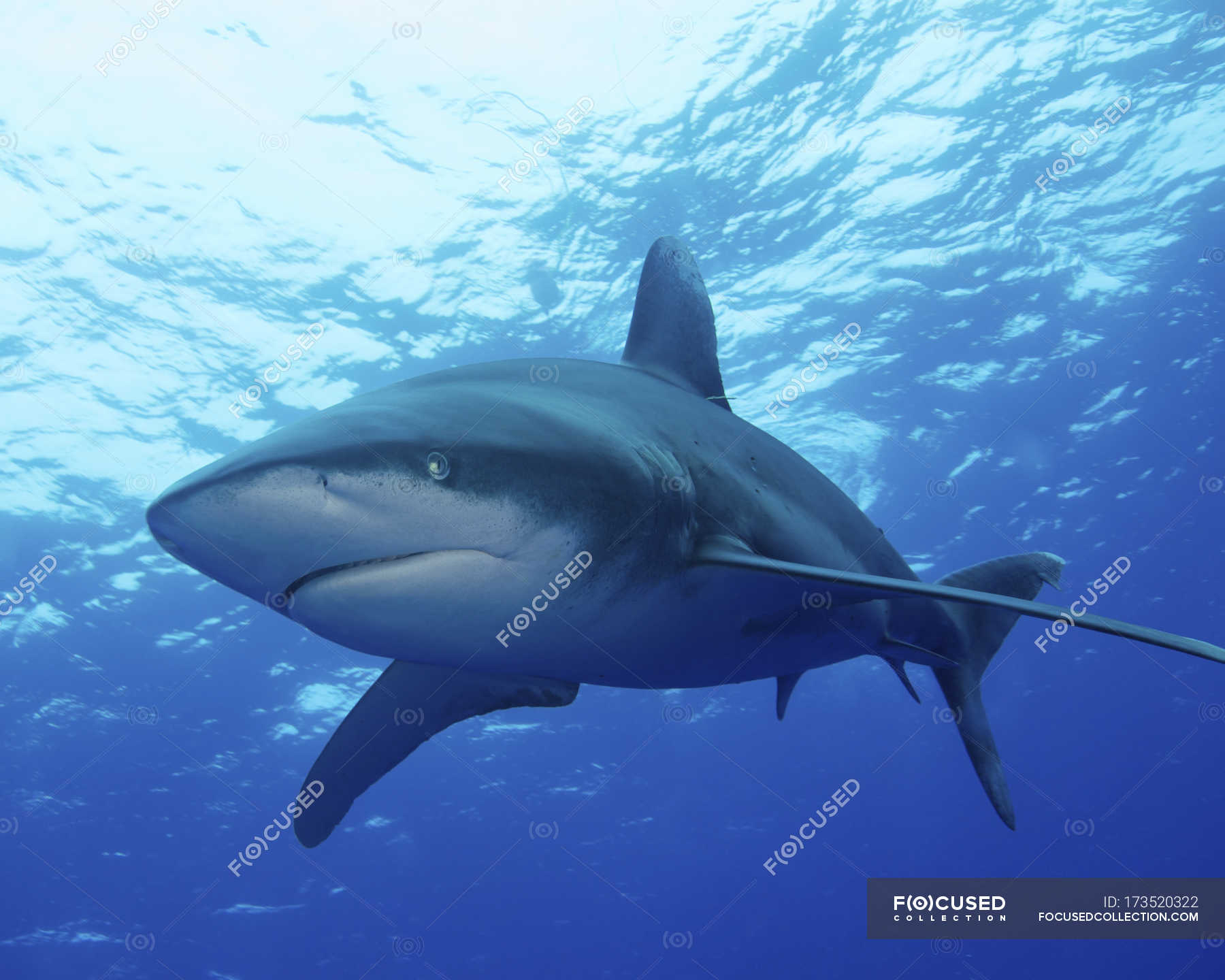 Oceanic Whitetip Shark Undersea Carcharhinus Longimanus Stock Photo 173520322