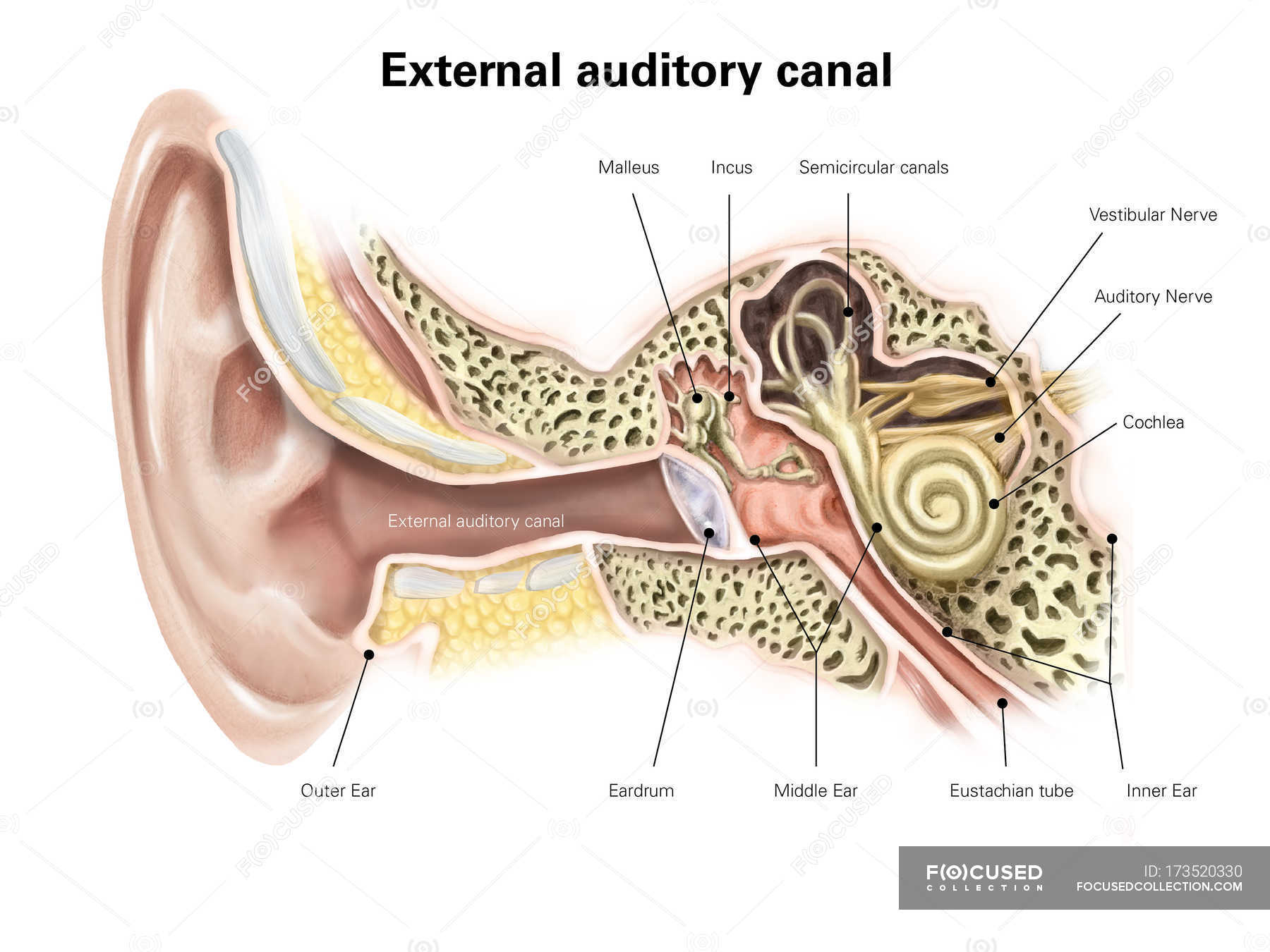 Auditory canal of human ear — vestibular, labels - Stock Photo | #173520330