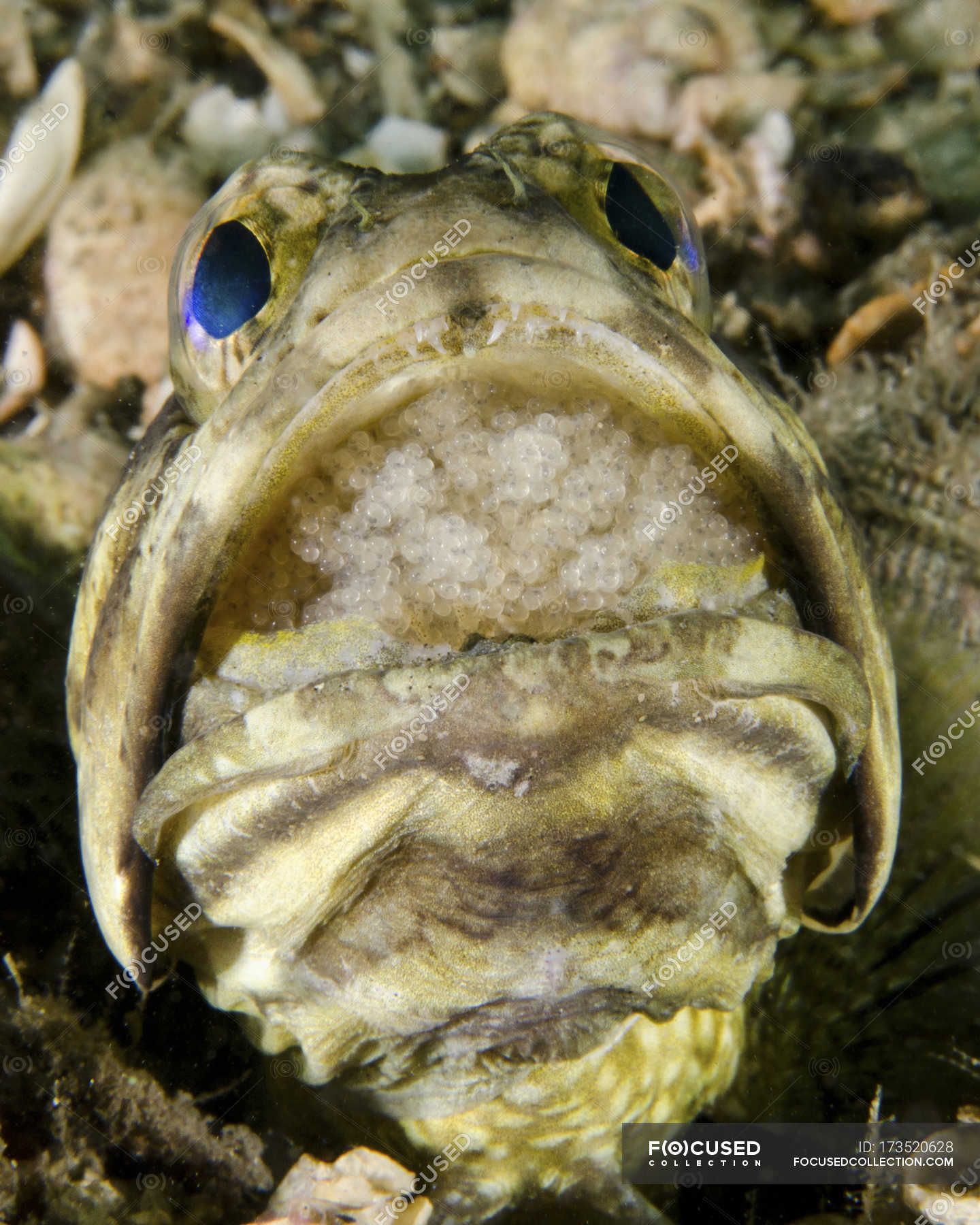 fish with eggs in mouth