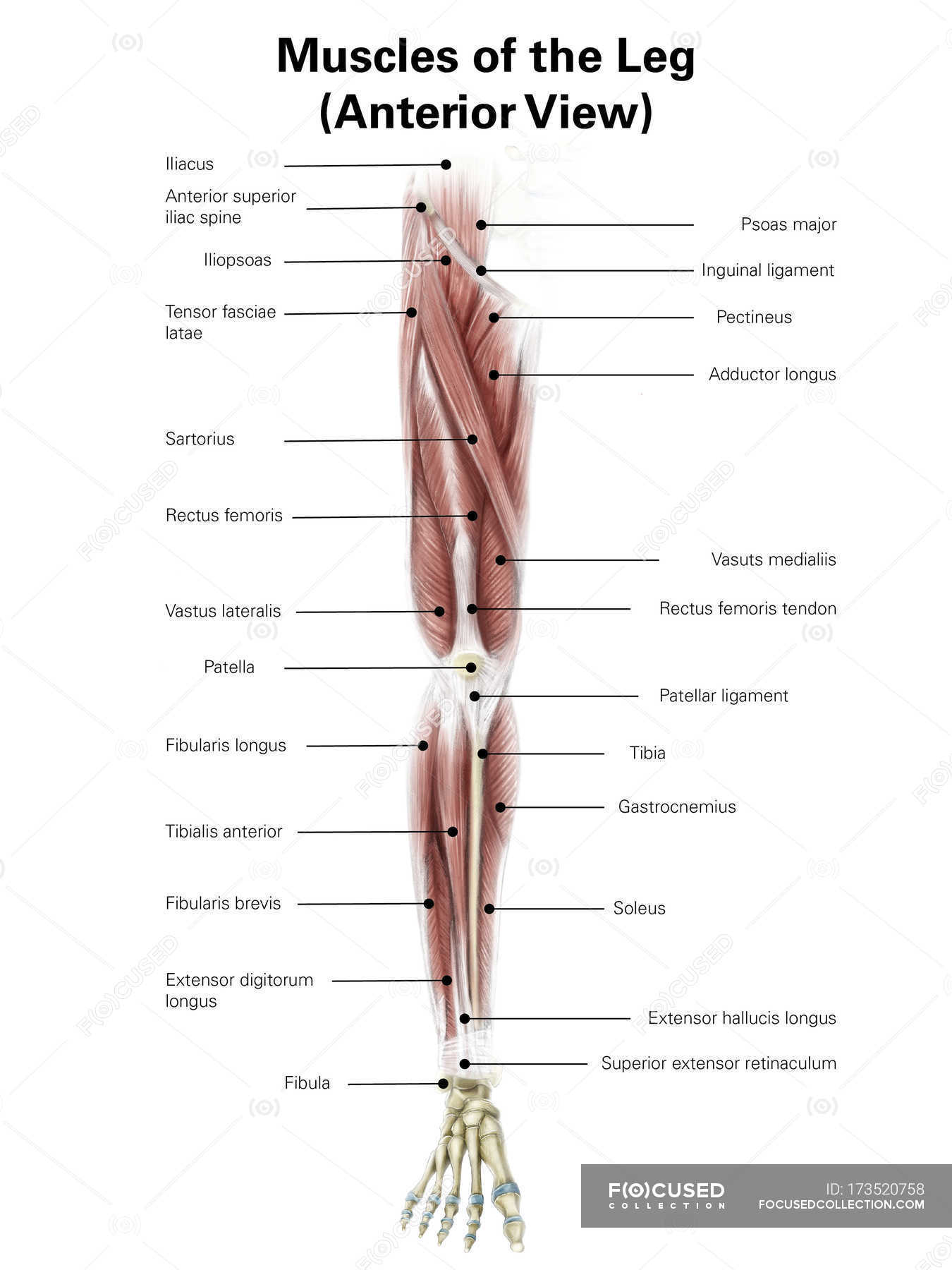 Illustration Of Anterior Muscles Of Leg Muscle Fibers Digitally Generated Image Stock Photo 173520758