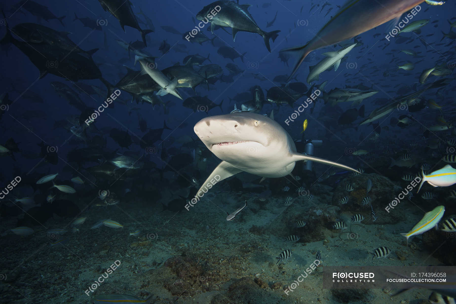 Lemon shark swimming through school of fish — abundance, tropical