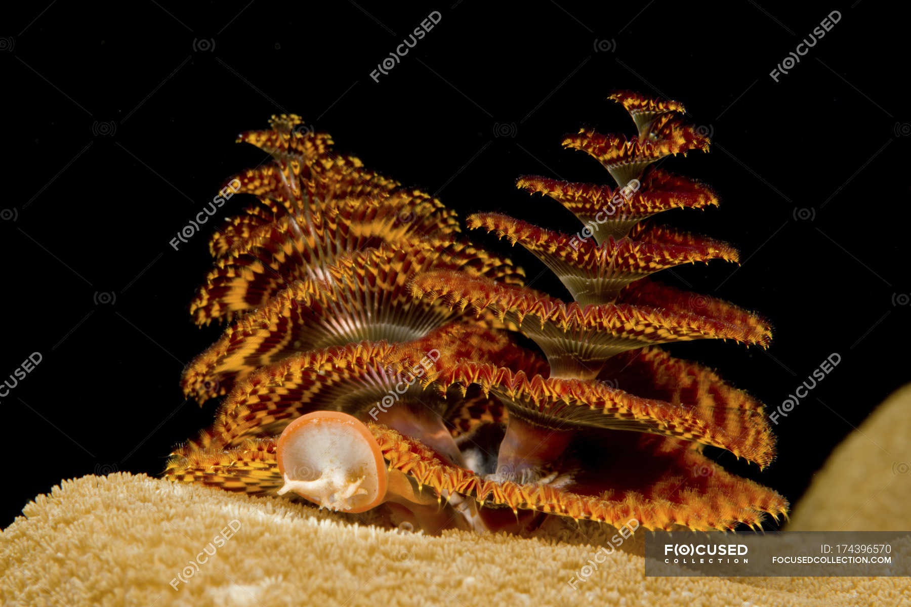Christmas tree worms on coral — pair, reef Stock Photo 174396570