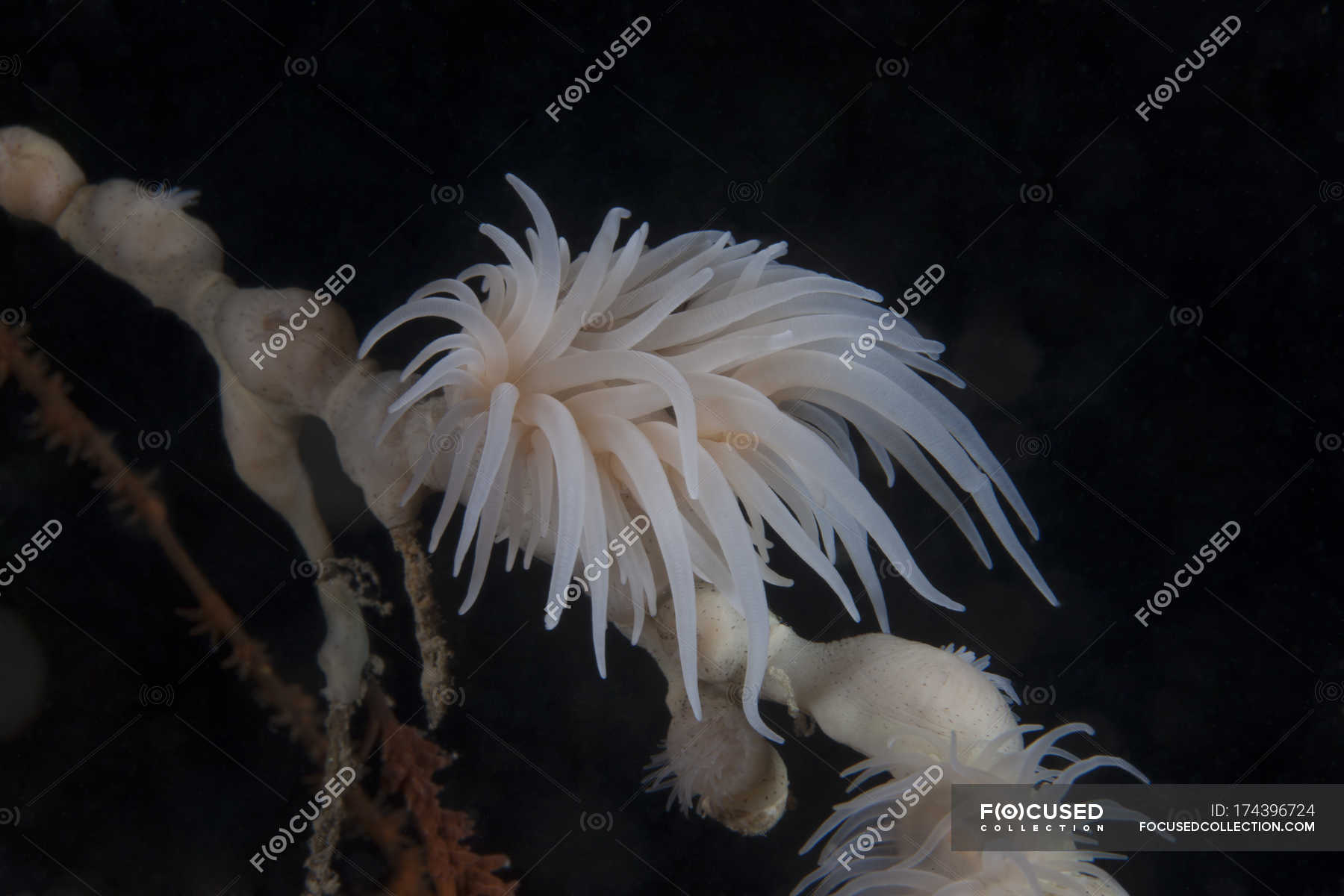 Cup coral polyps under ledge — stony coral, magnification - Stock Photo ...