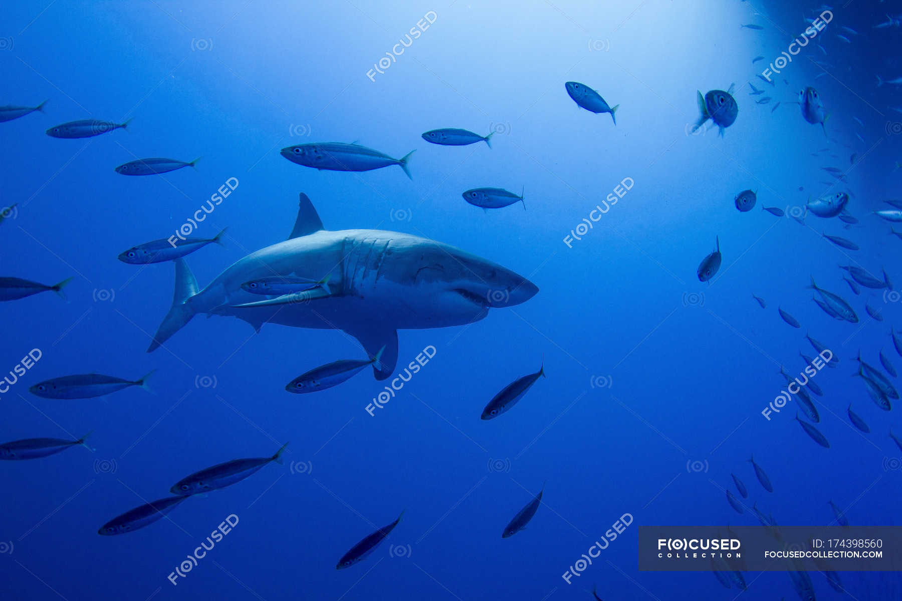 great-white-shark-and-bait-fish-chondrichthyes-animals-stock-photo