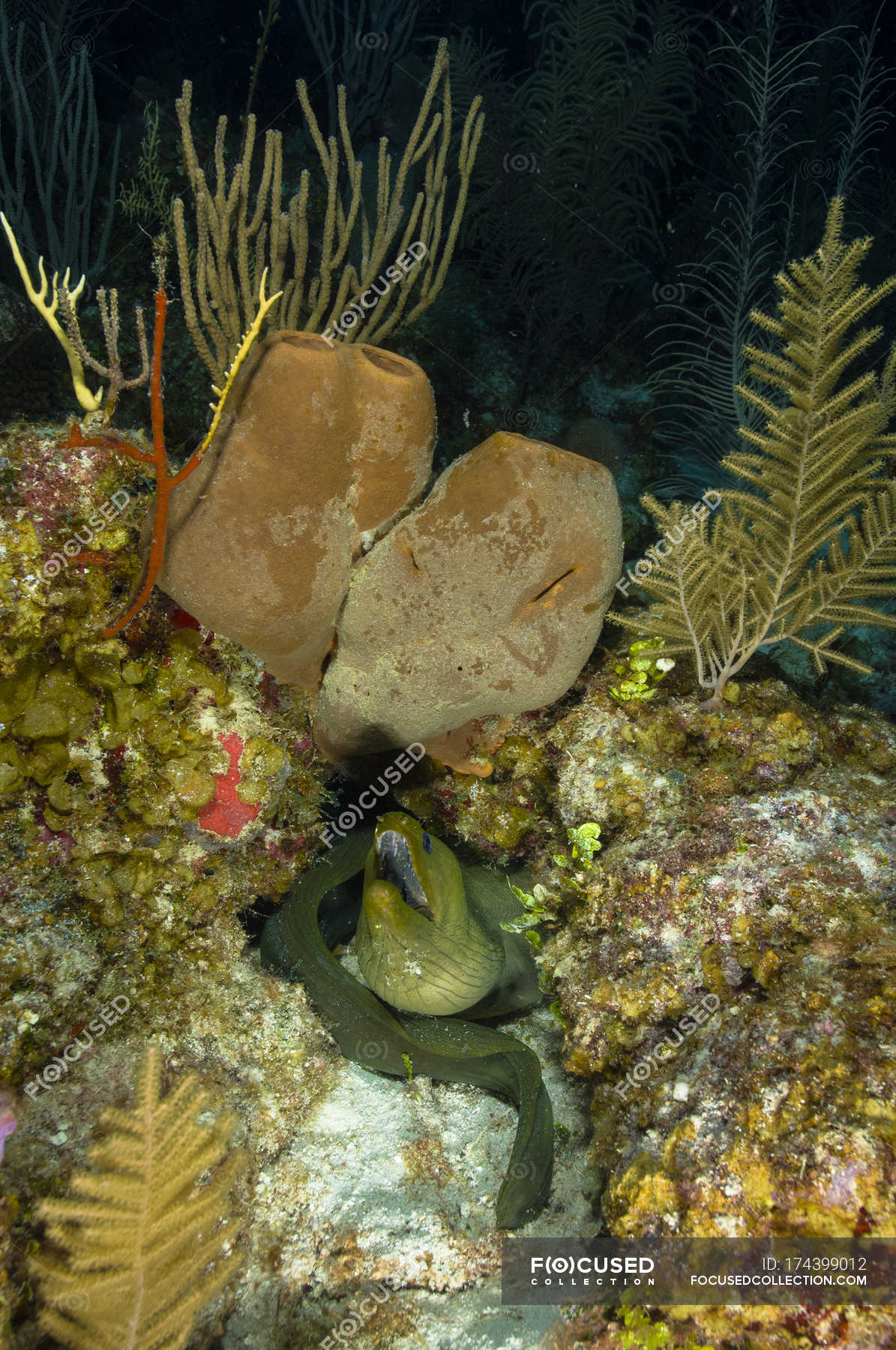 Moray eel on coral reef — sea life, predator Stock Photo 174399012