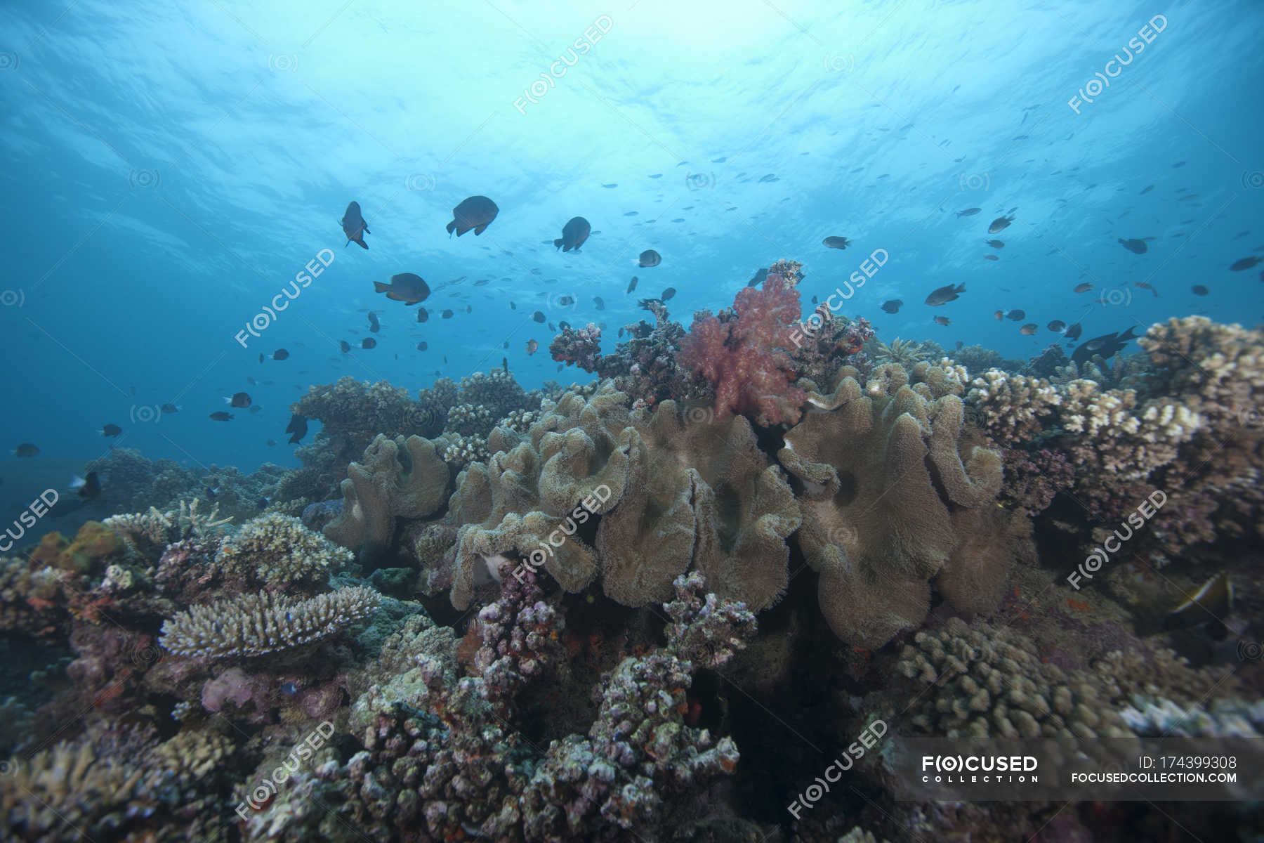 Schooling anthias fish and corals — Pseudanthias squamipinnis ...