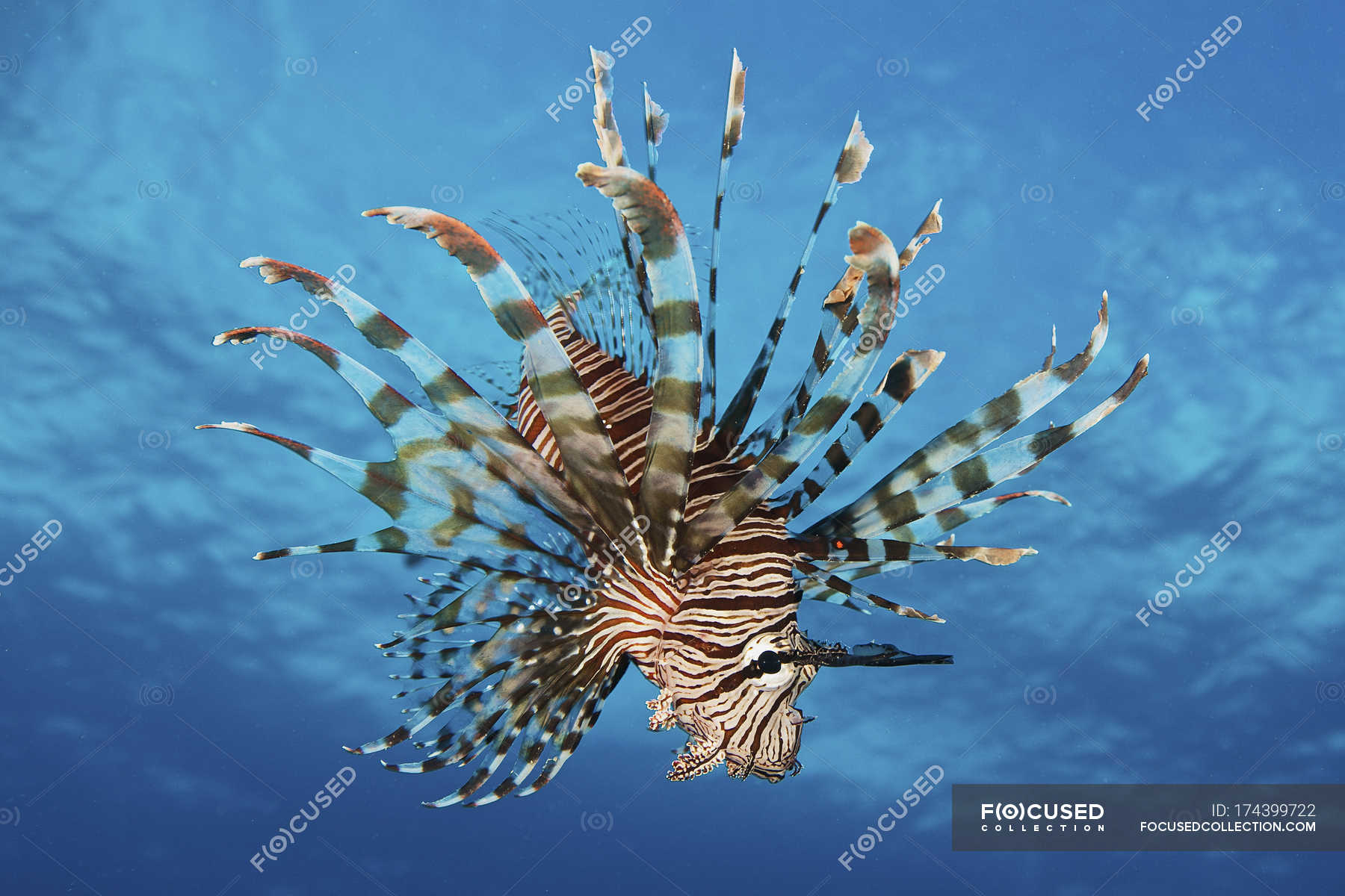 Lionfish displaying poisonous spines — aquatic, sea Stock Photo