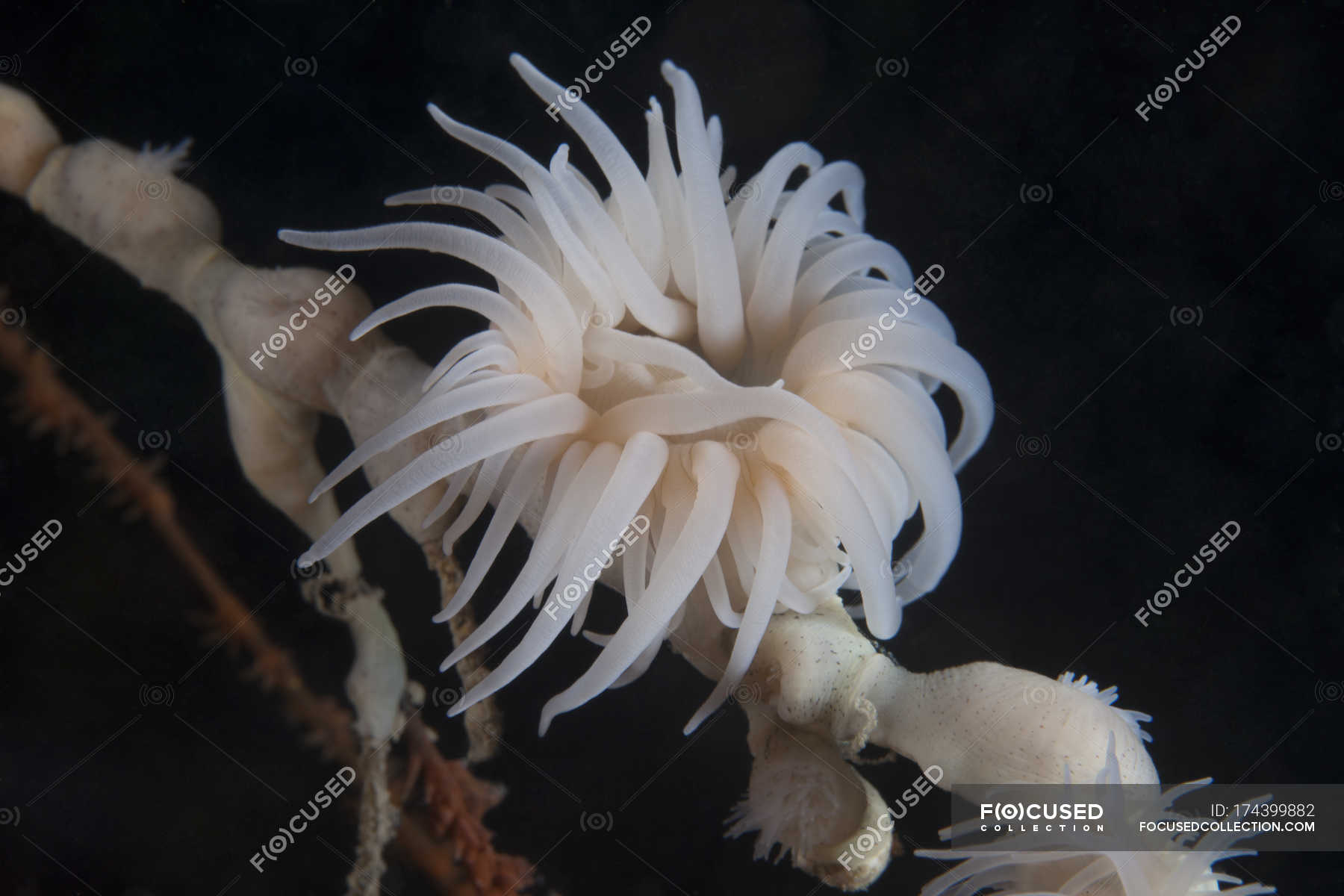 Cup coral polyps under ledge — macro, wildlife - Stock Photo | #174399882