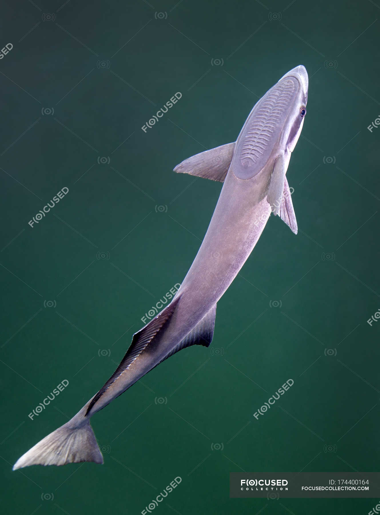 Remora fish looking for host to ride — gulf of mexico, side view .